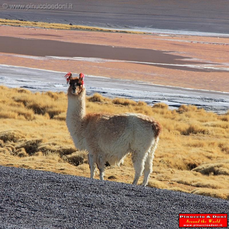 BOLIVIA 2 - Lama alla Laguna Colorada - 1.jpg